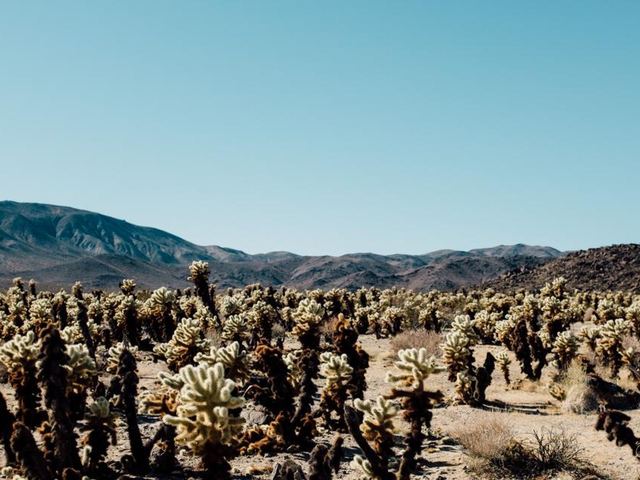 A field of teddy-bear cholla lit from behind by the setting sun