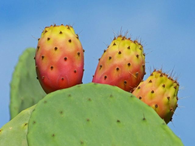 Ripe red fruit on the flat green pad of a prickly pear