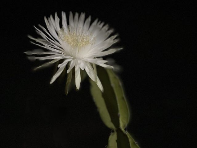 A white nocturnal cactus flower fully open against a black background