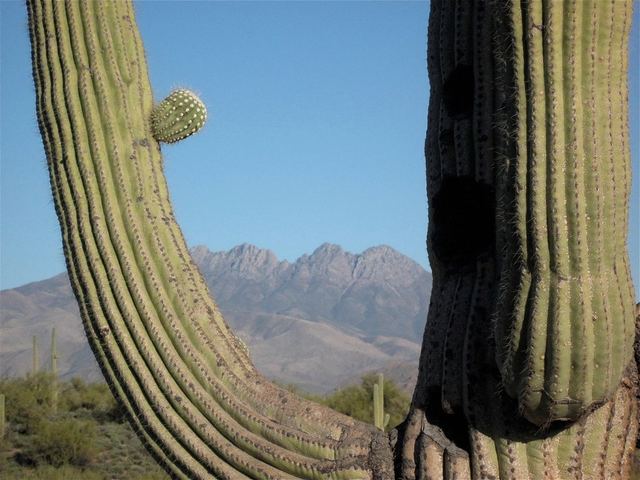 The ribbed trunk of a saguaro with the Four Peaks range beyond