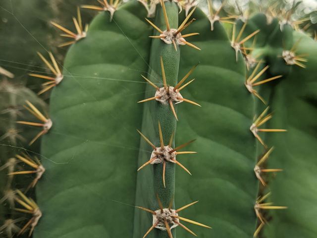 A close view of the ribs and spines running up a green cactus stem