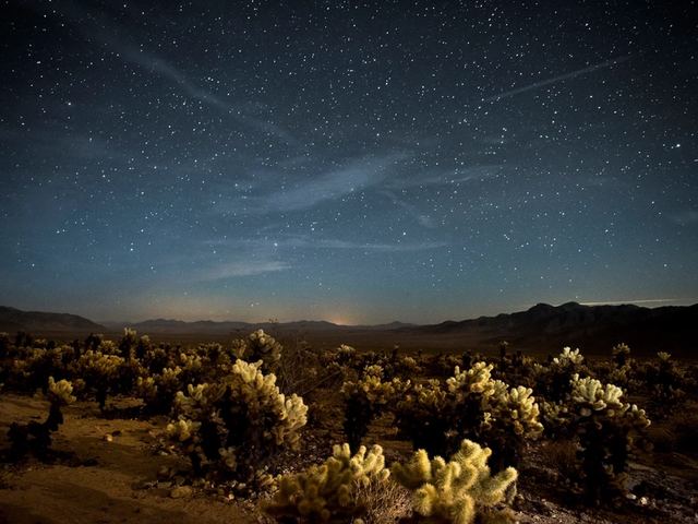 A night sky full of stars above a dark field of cholla cactus
